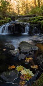 Stones,Creek,Brook,Nature,Water,Forest,Autumn