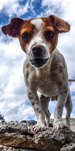 Stones,Dog,Spotted,Spotty,Puppy,Animals