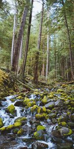 Nature,Forêt,Noyaux,Cascade,Couler