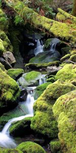 Stones,Forest,Moss,Creek,Brook,Nature