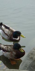 Stones,Lake,Duck,Swim,Animals,To Swim