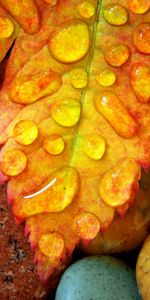 Stones,Leaves,Drops,Background