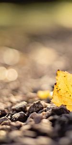 Stones,Macro,Blur,Smooth,Sheet,Leaf,Autumn