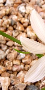 Noyaux,Macro,Fleur