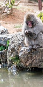 Animaux,Noyaux,Un Singe,Singe,Japon