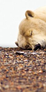 Stones,Muzzle,Sleep,Polar Bear,Rubble,Animals,Dream,Crushed Stone