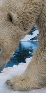 Noyaux,Animaux,Neige,Ours Blanc,Ours Polaire