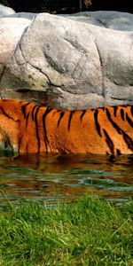 Stones,Predator,Swim,Animals,Big Cat,Tiger,To Swim,Water