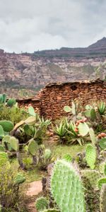 Naturaleza,Stones,Cañón,Las Rocas,Rocas,Cacto,Plantas,Cactus