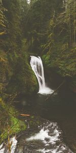 Noyaux,Roches,Branches,Mousse,Les Rochers,Nature,Ruisseau,Couler,Cascade