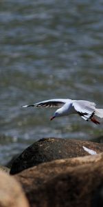 Stones,Vuelo,Gaviota,Animales,Mar,Pájaro