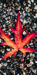 Stones,Sheet,Leaf,Fallen,Nature,Autumn