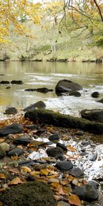 Otoño,Hojas,Orilla,Banco,Ríos,Stones,Flujo,Fluir,Naturaleza