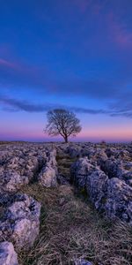 Stones,Sky,Wood,Tree,Nature,Dawn