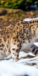 Noyaux,Flâner,Animaux,Snow Leopard,Neige,Promenade,Prédateur