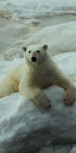 Stones,Snow,To Lie Down,Lie,Polar Bear,Animals