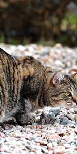 À Pois,Boutonneux,Gras,Graisse,Animaux,Noyaux,Chasser,Chasse,Chat