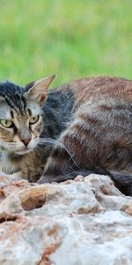 Animales,Stones,Gato,Tumbarse,Mentir