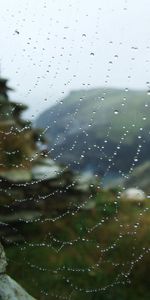 Stones,Web,Dew,Nature,Drops