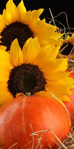 Straw,Flowers,Leaves,Pumpkin,Sunflowers