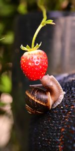 Fresa,Macro,Baya,Fruta,La Fruta,Caracol