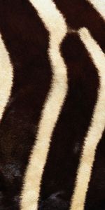 Streaks,Stripes,Fur,Zebra,Texture,Lines,Textures