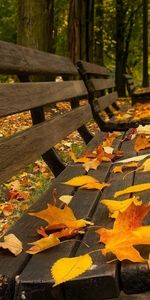 Otoño,Hojas,Calles,Paisaje