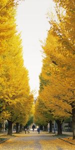 Streets,Landscape,Trees,Leaves,Autumn