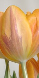 Striped,Buds,Flowers,Tulips,Close Up