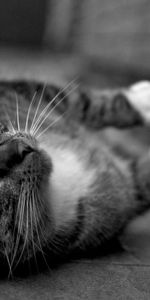 Striped,Bw,Paws,Animals,Chb,Cat