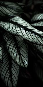 Striped,Nature,Leaves,Plant,Tropical