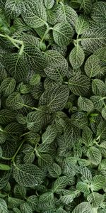 Striped,Nature,Plant,Leaves