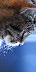 Striped,Pensive,Animals,Brown,Cat