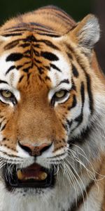 Animales,Rayas,Rayado,Depredador,Gato Grande,Tigre