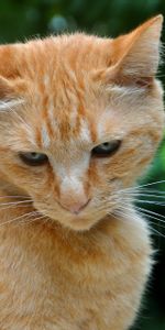 Striped,Redhead,Animals,Cat