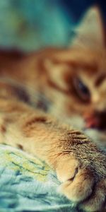 Striped,Sleep,Paw,Animals,Dream,Wool,Cat