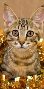 Striped,Tinsel,Animals,Playful,Cat