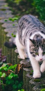 Striped,Walk,Animals,Pet,Cat