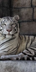 Rayé,Tigre Blanc,Prédateur,Animaux