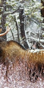 Animales,Viejo,Paseo,Alce,Hierba