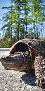 Stroll,Carapace,Animals,Shell,Turtle,Trees,Road