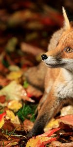 Stroll,Fright,Animals,Autumn,Fox,Leaves