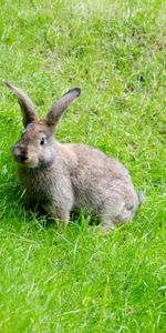 Herbe,Flâner,Lièvre,Animaux,Promenade