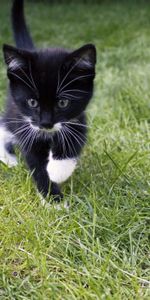 Stroll,Nice,Sweetheart,Kitten,Kitty,Grass,Cat,Animals