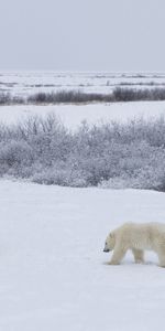 Animales,Nieve,Bears,Paseo,Una Familia,Familia,Osos Polares