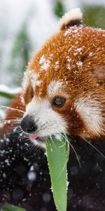 Stroll,Red Panda,Animals,Snow,Panda