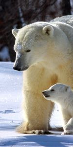 Flâner,Promenade,Famille,Ours Polaires,Des Ours Blancs,Neige,Une Famille,Animaux