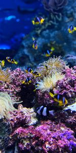 Submarine,Animals,Clown Fish,Fish,Fish Clown,Reef,Underwater,Coral