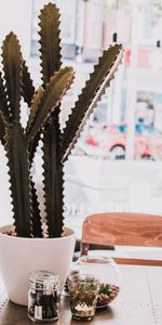 Fleurs,Planter,Succulent,Plante,Décoratif,Chambre,Cactus