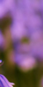 Summer,Bluebells,Flower,Macro,Field,Focus,Lilac